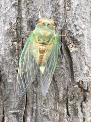 Cicadidae