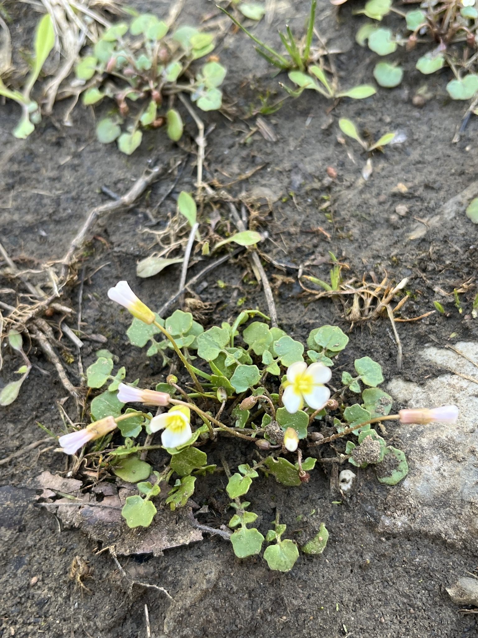 Imagem de Leavenworthia exigua não possui um nome popular amplamente reconhecido no Brasil