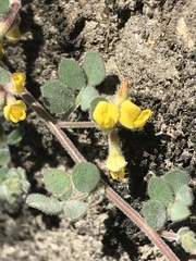 Acmispon heermannii heermannii