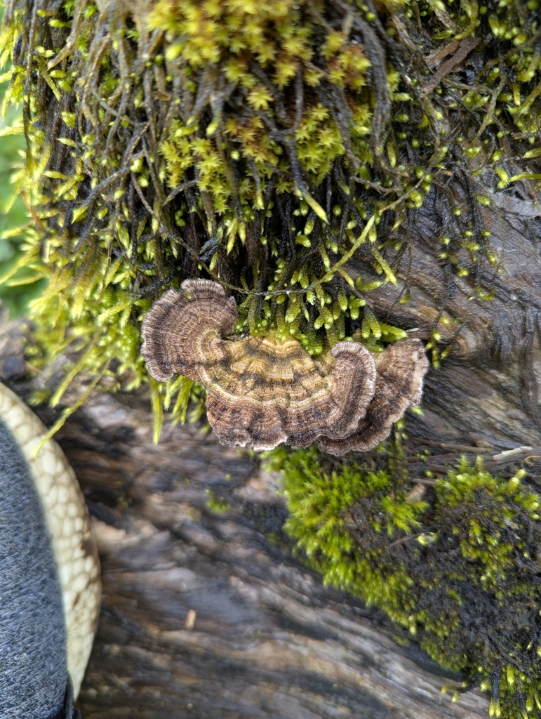 Trametes menziesii · March 2025 · photo: © benjaminhidalgo (iNaturalist, cc-by)