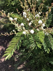 Acaciella