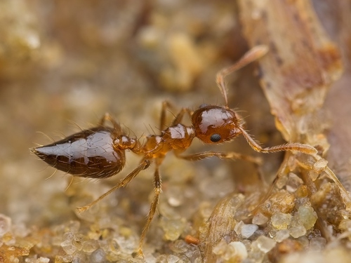 Crematogaster longipilosaCrematogaster longipilosa