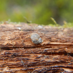 Novisuccinea strigata