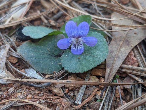 Viola villosa
