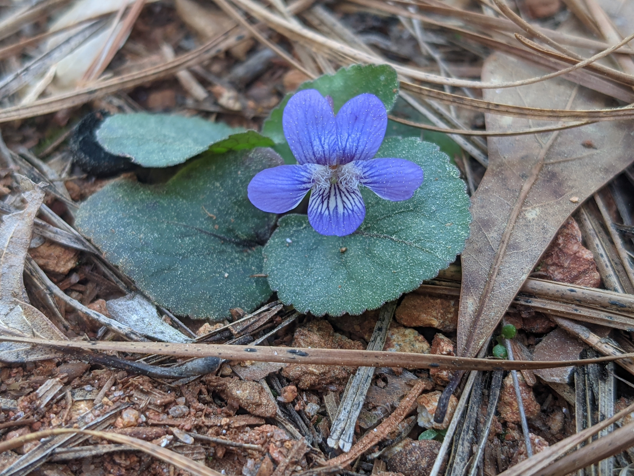 Viola villosa