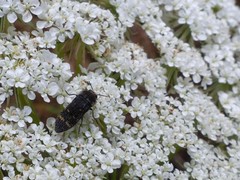 Acmaeoderella flavofasciata flavofasciata