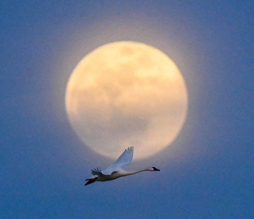 Cygne de Bewick