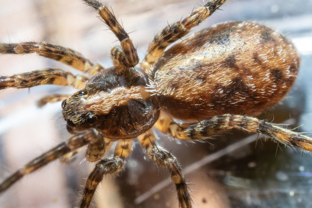 Schizocosa floridana