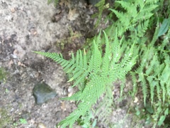 Athyriaceae