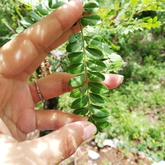 Pistacia mexicana
