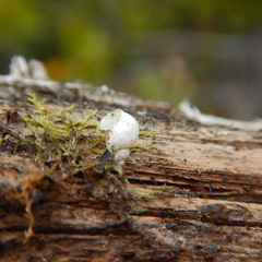 Novisuccinea strigata