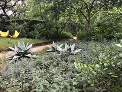 Scutellaria ovata bracteata