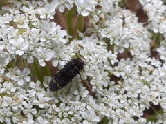 Acmaeoderella flavofasciata flavofasciata