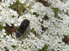 Acmaeoderella flavofasciata flavofasciata