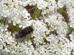 Acmaeoderella flavofasciata flavofasciata