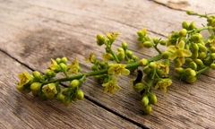 Astronium graveolens