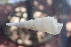 Turritella