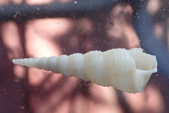 Turritella