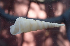 Turritella
