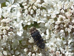 Acmaeoderella flavofasciata flavofasciata