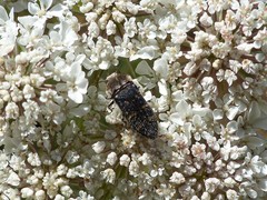 Acmaeoderella flavofasciata flavofasciata