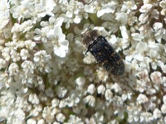 Acmaeoderella flavofasciata flavofasciata