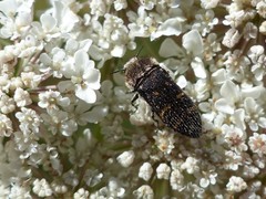 Acmaeoderella flavofasciata flavofasciata