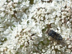 Acmaeoderella flavofasciata flavofasciata