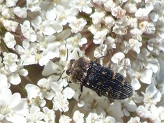 Acmaeoderella flavofasciata flavofasciata