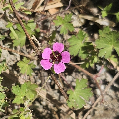 Geranium ocellatum (Geranium ocellatum)