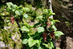 Ribes hirtum