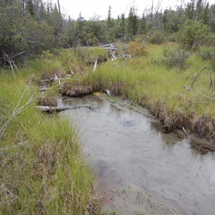 Draeculacephala angulifera