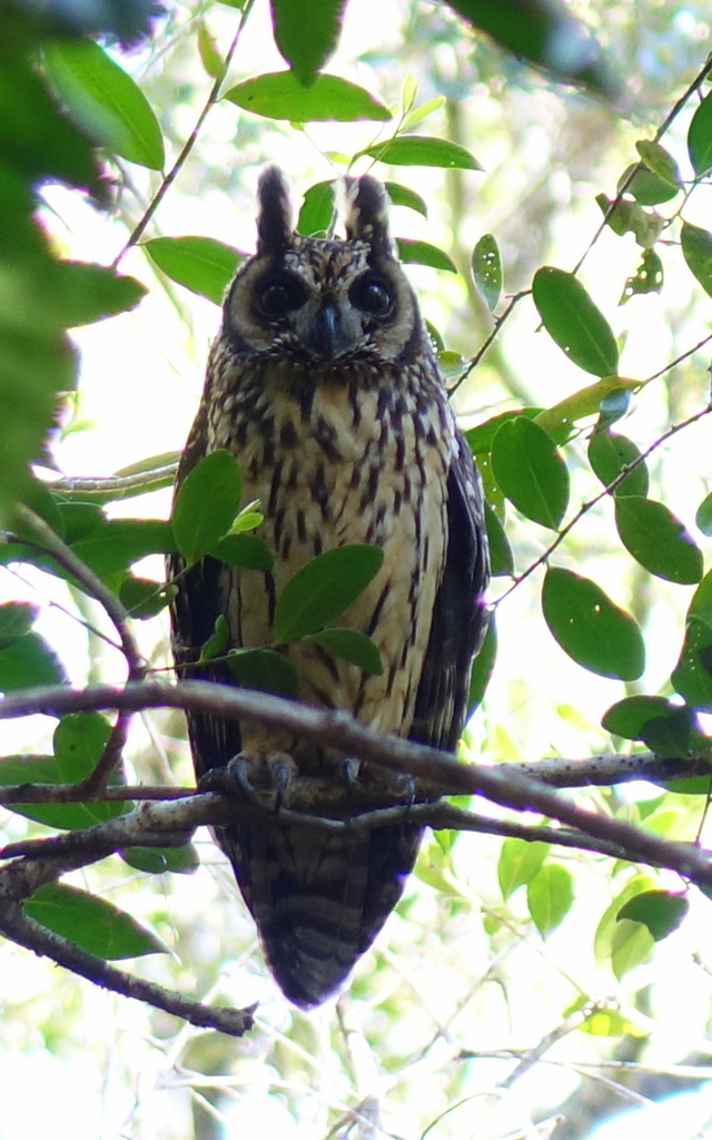 Madagascar Long-Eared Owl