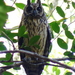 Madagascar Owl - Photo (c) Guy Eric Onjalalaina, some rights reserved (CC BY-NC), uploaded by Guy Eric Onjalalaina