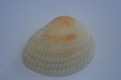 Anadara uropigimelana