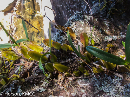 Bulbophyllum nitens image