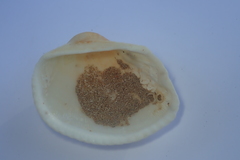 Anadara uropigimelana