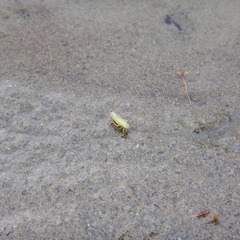 Draeculacephala angulifera