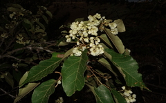 Dombeya lucida