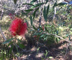 Melaleuca pachyphylla