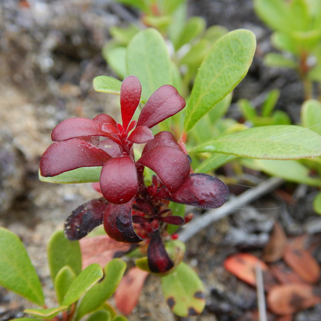 bearberry redstem
