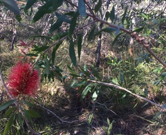 Melaleuca pachyphylla