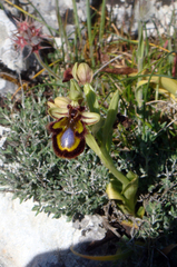 Ophrys speculum