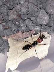 Odontomachus erythrocephalus