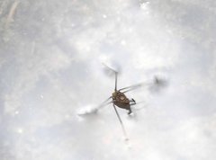 Metrocoris lituratus