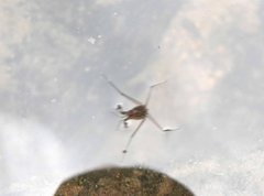 Metrocoris lituratus