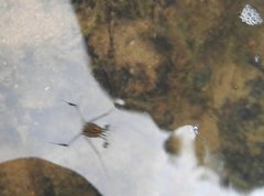 Metrocoris lituratus