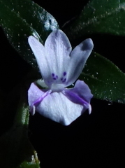 Hypoestes