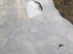 Metrocoris lituratus