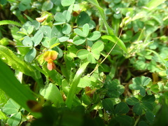 Geissaspis cristata tenella